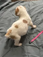 Penny , a female Brittany for sale in Bowdon, GA – 2 of 3