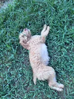 Anna, a female Brittany and Poodle - Standard  for sale in Bowdon, GA – 7 of 7