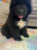 Stella , a female Newfoundland for sale in West Branch, MI – 6 of 10