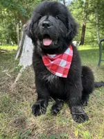 Dot, a female Newfoundland for sale in West Branch, MI – 3 of 10