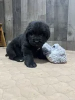 Dottie, a female Newfoundland for sale in West Branch, MI – 5 of 5