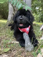 Dot, a female Newfoundland for sale in West Branch, MI – 1 of 10