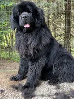 Dot, a female Newfoundland for sale in West Branch, MI – 6 of 7