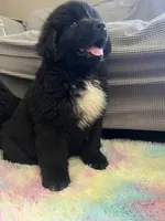 Stella , a female Newfoundland for sale in West Branch, MI – 4 of 10