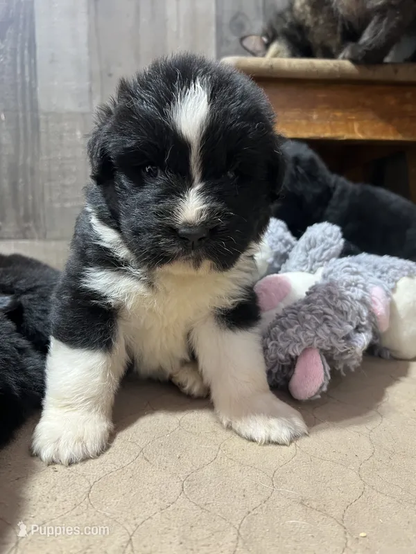 Pup 5  – Newfoundland puppy on hold in West Branch, MI