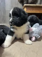 Pup 5 , a female Newfoundland for sale in West Branch, MI – 2 of 3