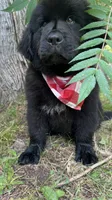 Dot, a female Newfoundland for sale in West Branch, MI – 2 of 10