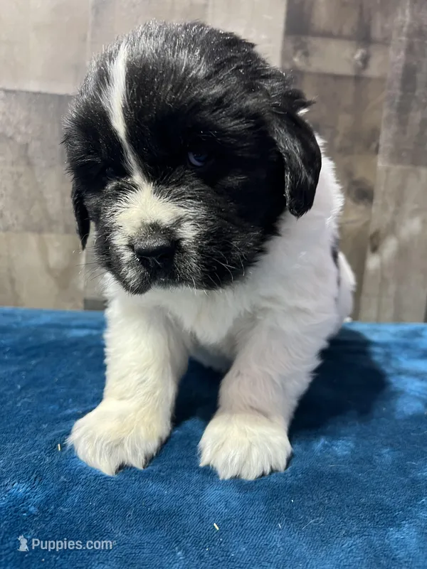 Landseer black and white