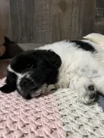 Mooshka , a female Newfoundland for sale in West Branch, MI – Photo 2 of 7