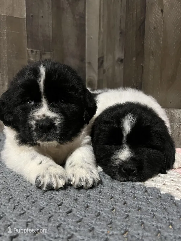 Landseer black and white