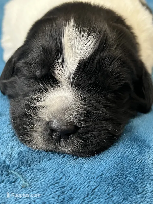 Landseer black and white