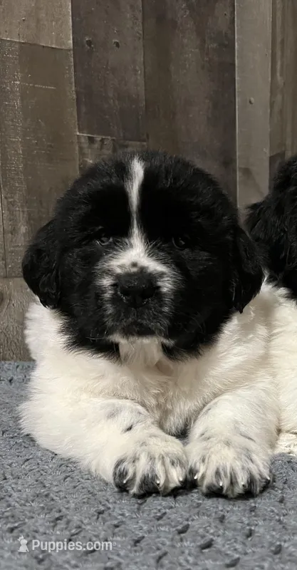 Mooshka , a female Newfoundland for sale in West Branch, MI – Photo 1 of 7