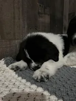 Mooshka , a female Newfoundland for sale in West Branch, MI – Photo 7 of 7