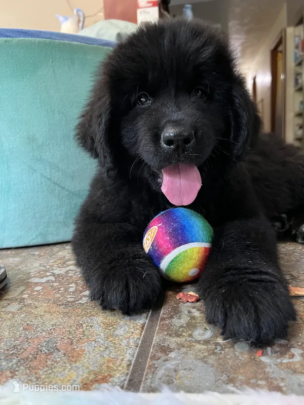 Lucy  – Newfoundland puppy for sale in West Branch, MI