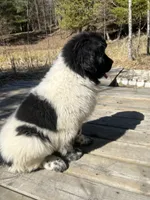 Nova, a female Newfoundland for sale in West Branch, MI – Photo 8 of 8