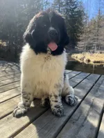 Nova, a female Newfoundland for sale in West Branch, MI – Photo 2 of 8