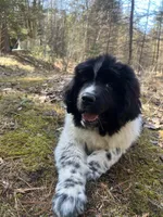 Nova, a female Newfoundland for sale in West Branch, MI – Photo 6 of 8