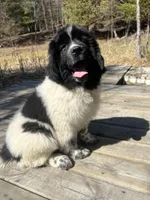 Nova, a female Newfoundland for sale in West Branch, MI – Photo 5 of 8