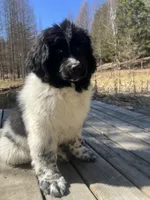 Nova, a female Newfoundland for sale in West Branch, MI – Photo 3 of 8
