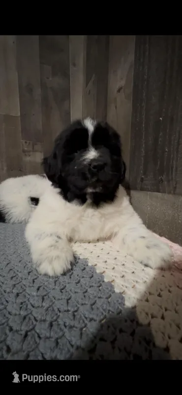Nova, a female Newfoundland for sale in West Branch, MI – Photo 1 of 10