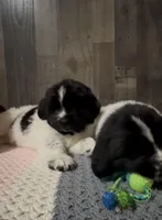 Nova, a female Newfoundland for sale in West Branch, MI – Photo 3 of 10