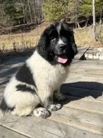 Nova, a female Newfoundland for sale in West Branch, MI – Photo 7 of 8