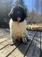 Nova, a female Newfoundland for sale in West Branch, MI – Photo 4 of 8