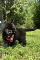 Dot, a female Newfoundland for sale in West Branch, MI – 6 of 10