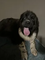 Dot, a female Newfoundland for sale in West Branch, MI – 7 of 7