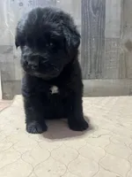 Dottie, a female Newfoundland for sale in West Branch, MI – 3 of 5