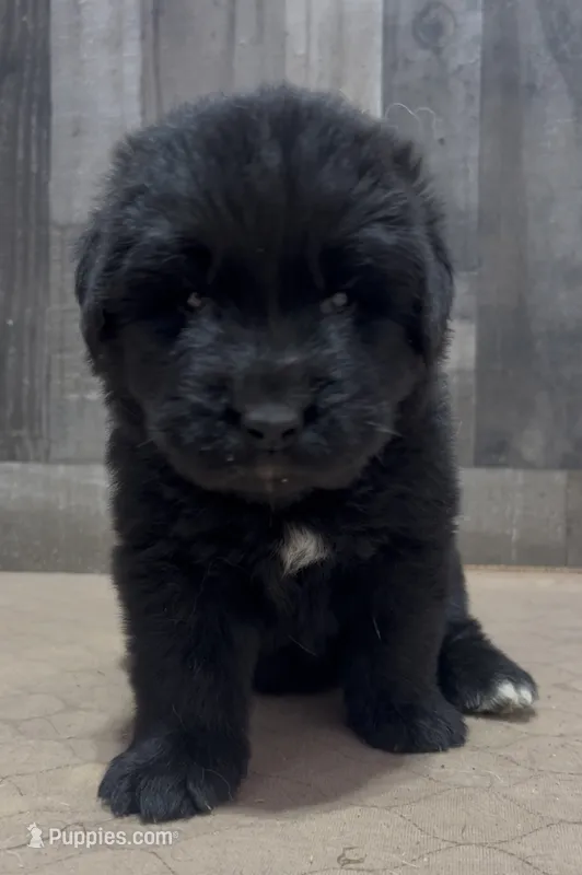 Dottie – Newfoundland puppy for sale in West Branch, MI