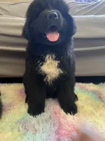 Stella , a female Newfoundland for sale in West Branch, MI – 3 of 10