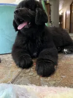 Lucy , a female Newfoundland for sale in West Branch, MI – 4 of 7