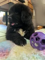 Stella , a female Newfoundland for sale in West Branch, MI – 1 of 10