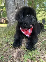 Dot, a female Newfoundland for sale in West Branch, MI – 4 of 10