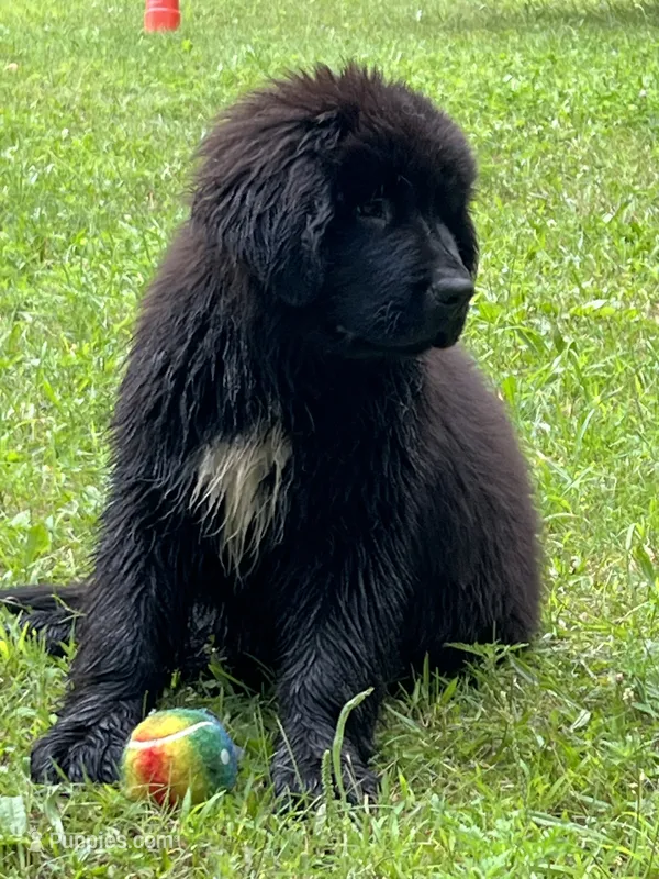Stella  – Newfoundland puppy for sale in West Branch, MI