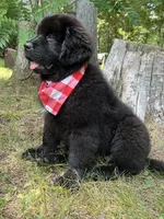 Dot, a female Newfoundland for sale in West Branch, MI – 8 of 10