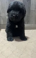 Dottie, a female Newfoundland for sale in West Branch, MI – 2 of 5