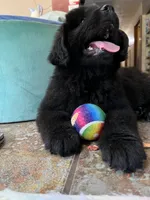 Lucy , a female Newfoundland for sale in West Branch, MI – 3 of 7