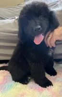 Lucy , a female Newfoundland for sale in West Branch, MI – 2 of 7
