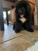 Stella , a female Newfoundland for sale in West Branch, MI – 5 of 10