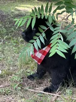 Dot, a female Newfoundland for sale in West Branch, MI – 7 of 10