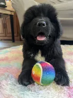 Stella , a female Newfoundland for sale in West Branch, MI – 2 of 10