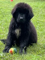 Stella , a female Newfoundland for sale in West Branch, MI – 2 of 4