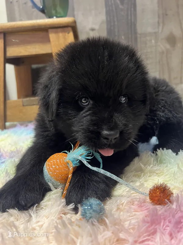 Lucy  – Newfoundland puppy for sale in West Branch, MI