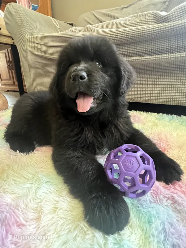 Dot – Newfoundland puppy for sale in West Branch, MI