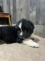 Pup 5 , a female Newfoundland for sale in West Branch, MI – 3 of 3