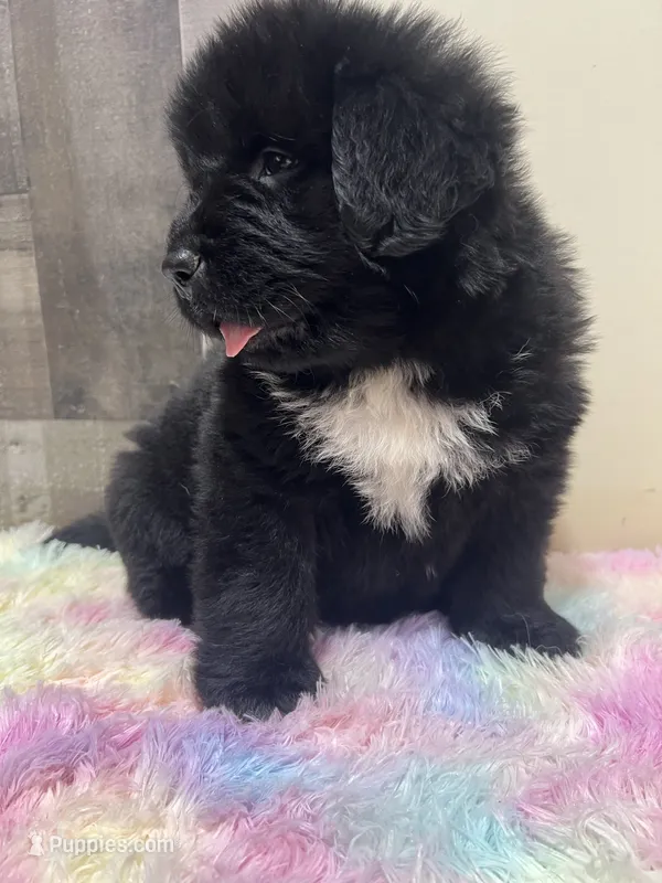 Stella  – Newfoundland puppy for sale in West Branch, MI