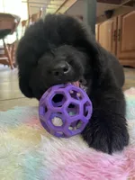 Stella , a female Newfoundland for sale in West Branch, MI – 10 of 10
