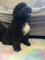 Stella , a female Newfoundland for sale in West Branch, MI – 9 of 10
